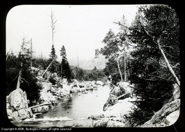 Woodland Stream